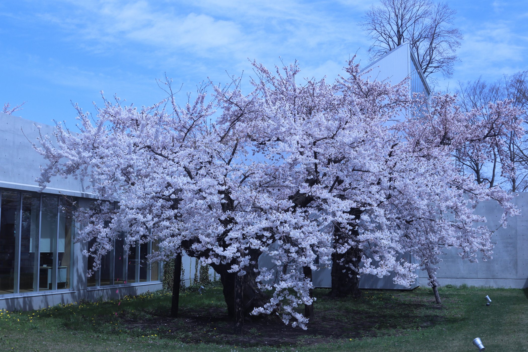 図書館内内庭2本の１２０年桜