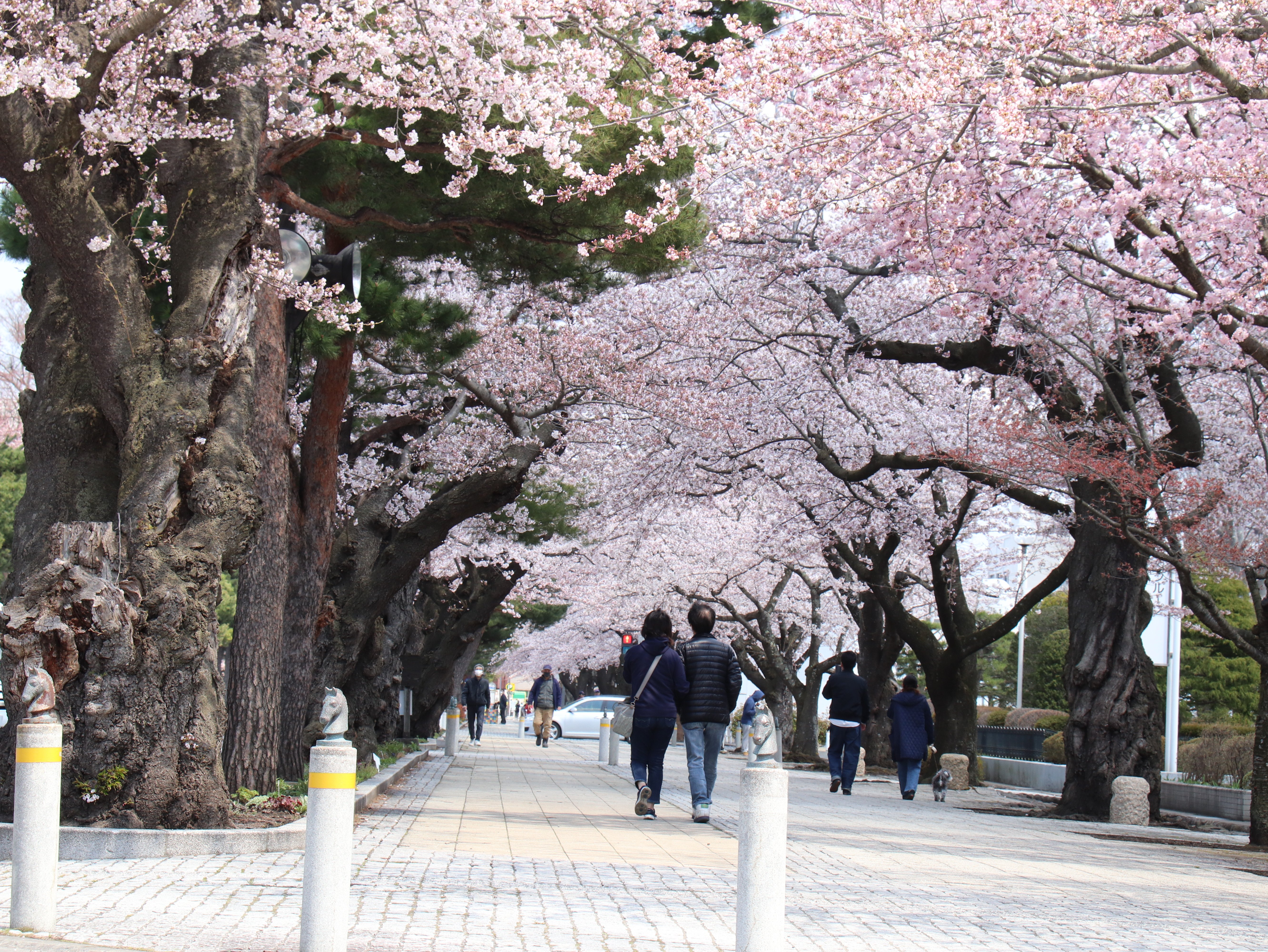 桜のトンネル