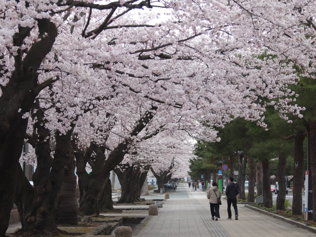 松と対比する桜