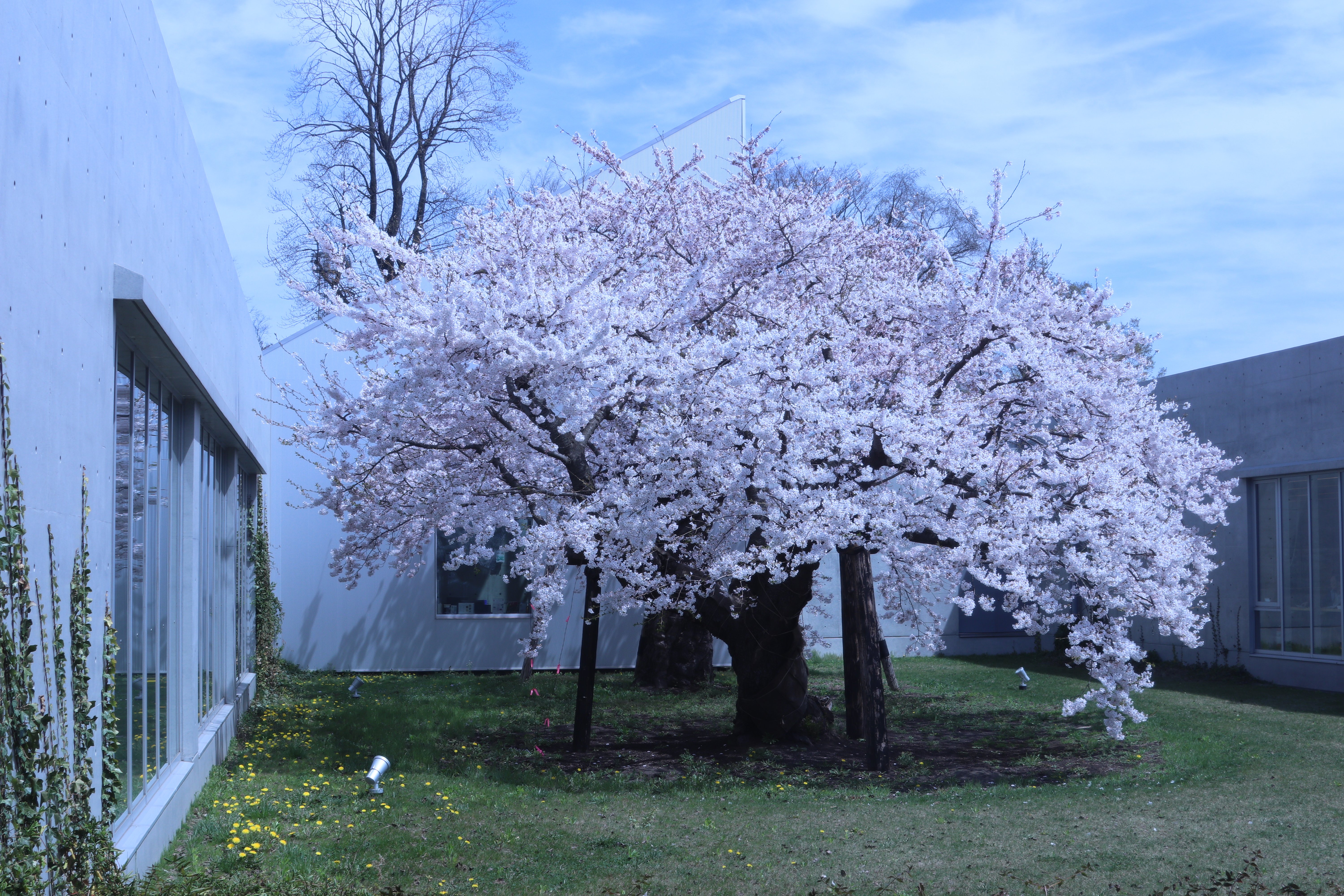 100年桜 図書館庭園内